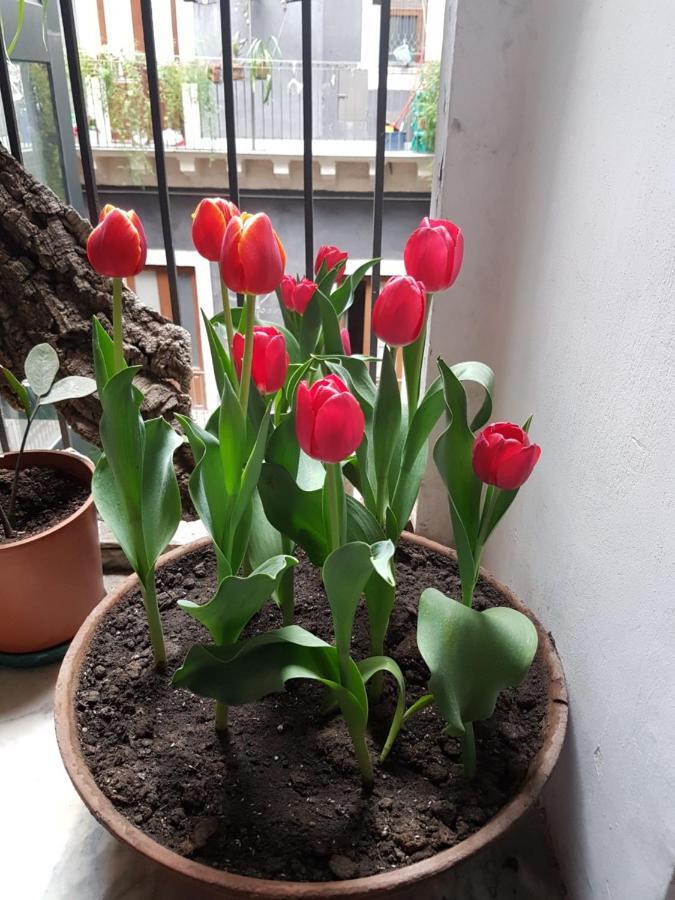Bellini Apartment 卡塔尼亚 外观 照片